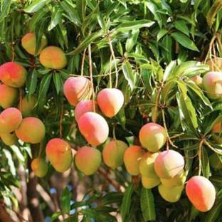 Starlink Mango Plant