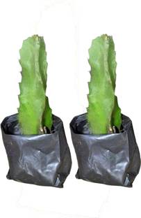 SIDDHARTH FISH FARM Dragon Tree