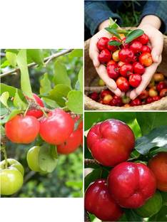 Brazilian Sweet Grafted Cherry Fruit Plant