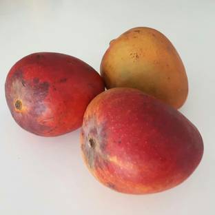 Exotica Heidi Mango Plant