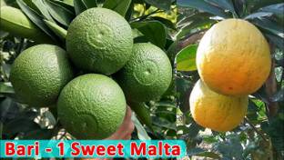 FasanGreen Sweet Lemon Plant