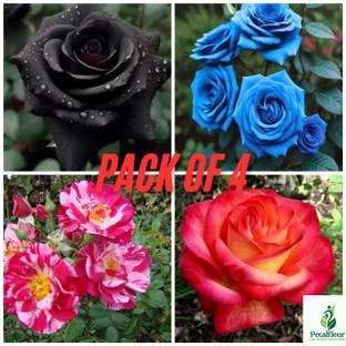 PetalPath Rose Plant