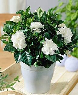 AloGardening Jasmine Plant