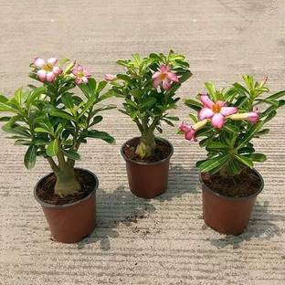 CHOUDHARY PLANTHUB Bonesetter Plant