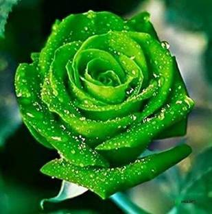 Cloud Farm Rose Plant