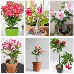 PetalPath Adenium Plant