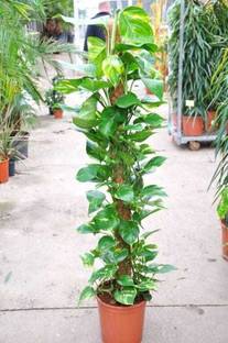 Greenery Nursery Money Plant