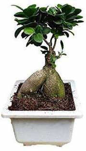 ORTERL Ficus Bonsai Plant