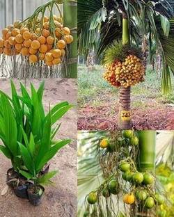 MAITRA AND SON Betel Nut/Supari Plant