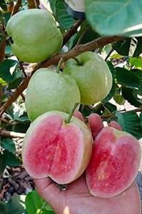 Cloud Farm Guava Plant