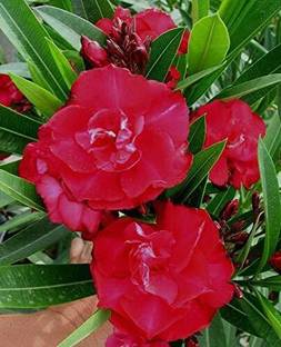 Vijay Sales Kaner Plant