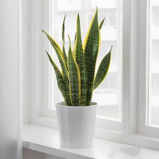 Grinian Snake Plant