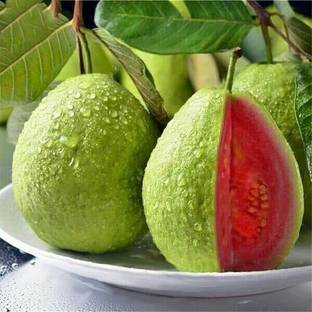 TOPMAHIR Guava Plant