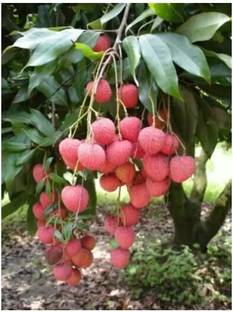 Sisa Litchi Plant