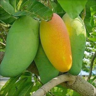 Aquinnah Mango Plant