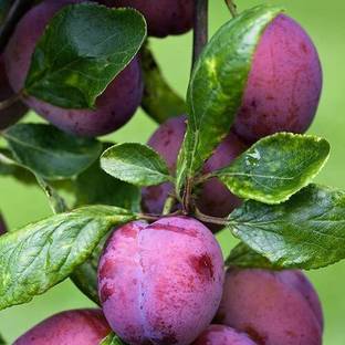 greenhousestore Aloo Bukhara/Plum Plant