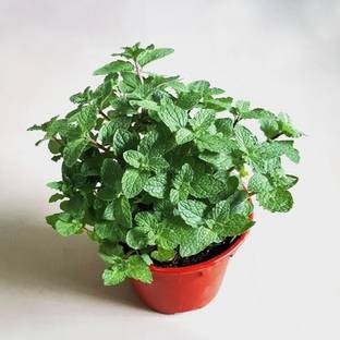 ABEFARIYA Mint Plant