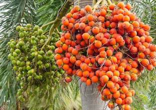 Bahan Traders Betel Nut/Supari Plant