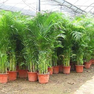 Pbevergreen Areca palm seeds for planting Seed