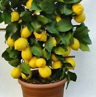 greenhousestore Lemon Plant