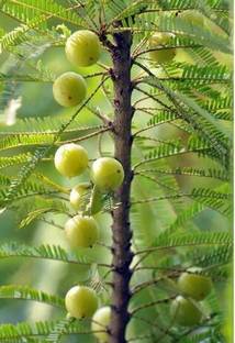 natikrd Amla Plant