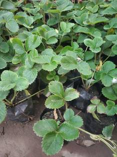 greenhousestore Strawberry Plant