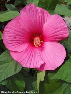 Bakuchi Hibiscus Plant