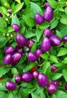 EVY Chilli Spices Plant