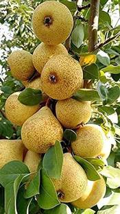 FURYHUB Pear Plant