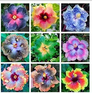 Tigress Hibiscus Plant