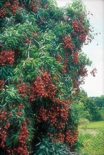 FSK Litchi Plant