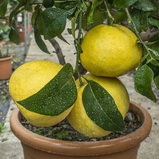 Cloud Farm Lemon Plant