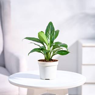 UGAOO Peace Lily Plant