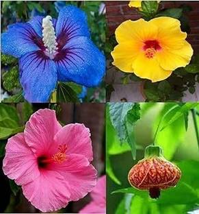 AloGardening Hibiscus Plant