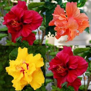 Greenery Nursery Hibiscus Plant