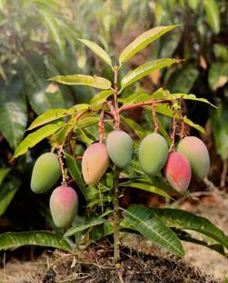 AloGardening Mango Plant