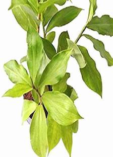 Gaingreen Ginger Plant