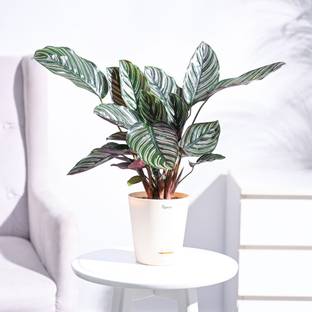 UGAOO Calathea Sanderiana Plant