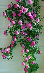 saraswati traders Rose Plant