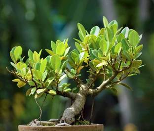 Platone Ficus Bonsai Plant