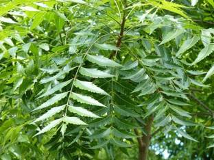 natikrd Neem Plant