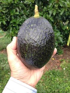 My Dream Nursery Avocado Plant