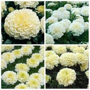 ईवी गेंदे का पौधा पौधा