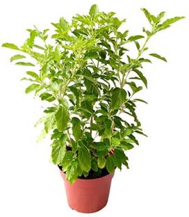 Fulmala Nursery Sweet Basil Plant