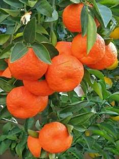 Fruitful Orange Plant