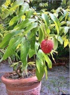 Fruitful Litchi Plant