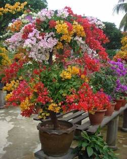 AquinnahGaden Baugainvillea Plant