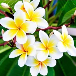 PLANTTOOZS Plumeria Plant