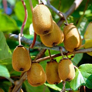 Cloud Farm Kiwi Plant