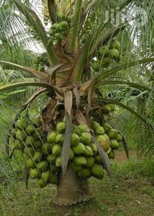 Nandini business group Coconut Plant